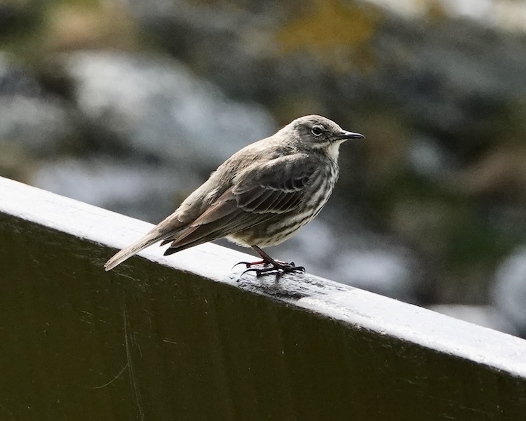 rock pipit